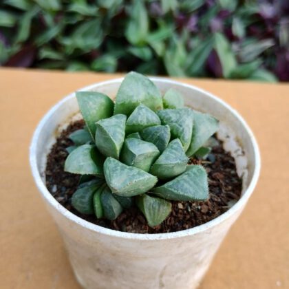 African Emeralds | Haworthia Retusa Succulent Plant
