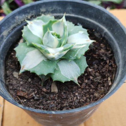 Agave Shoji Raijin Variegated Succulent Plant