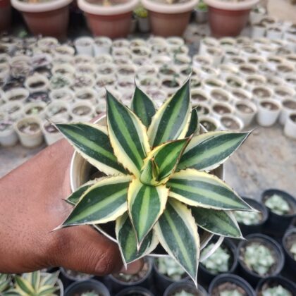 Agave Victoriae Reginae Variegated