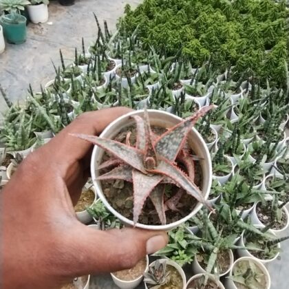 Aloe Bright Star Succulent Plant