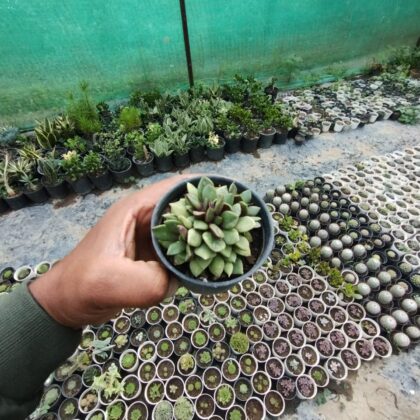 Anacampseros Rufescens Succulent Plant