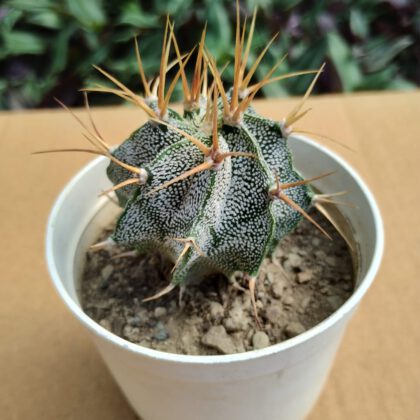 Astrophytum Capricorn Cactus