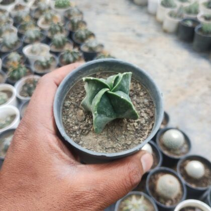 Astrophytum myriostigma Cactus Plant