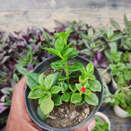 Baby Sun Rose Succulent Plant