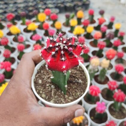 Black-Red Grafted Moon Cactus Plant