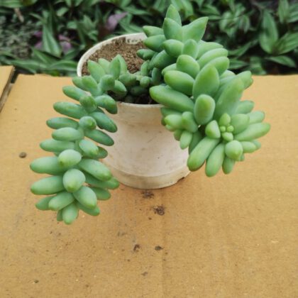 Burro’s Tail | Donkey Tail | Sedum Morganianum Succulent Plant