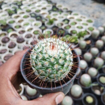 Cactus Mammillaria Cactus Plant