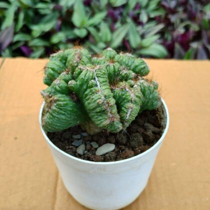 Cereus Forbesii Crest 'Ming Thing' Cactus Plant