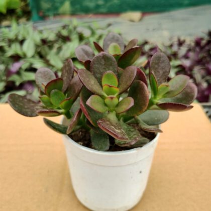 Corofitam Crassula Succulent Plant