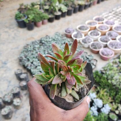 Crassula Campfire Succulent Plant