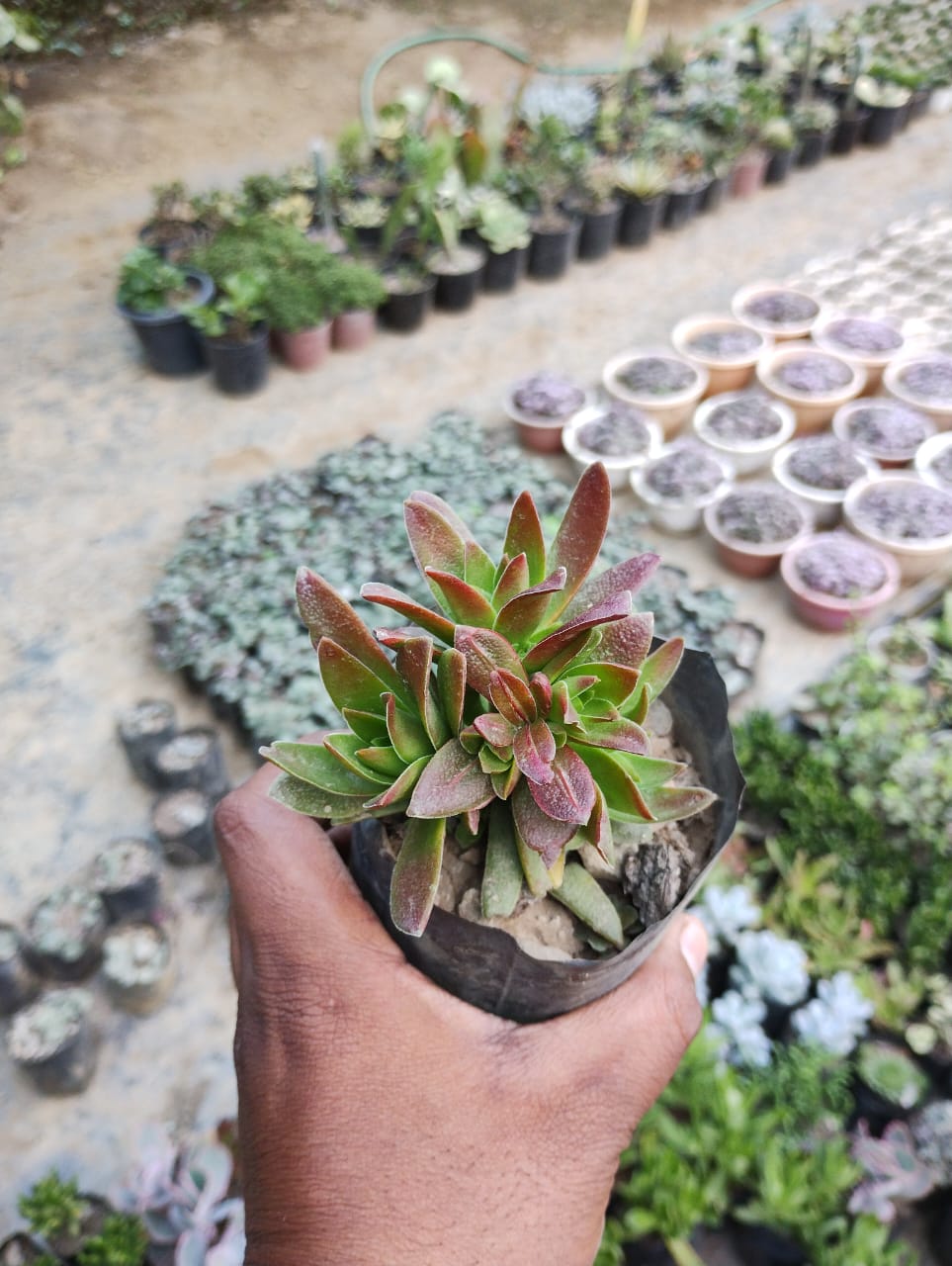 Crassula Campfire Succulent Plant