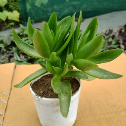 Crassula Campfire Succulent Plant