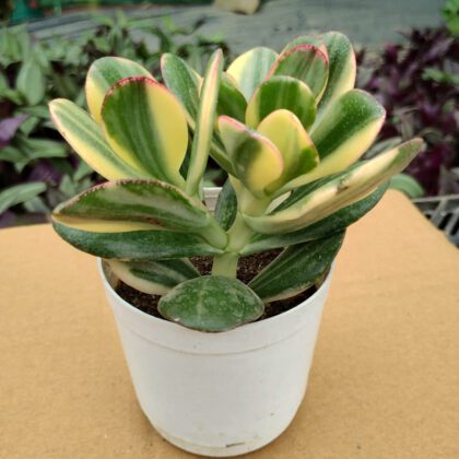 Crassula Ovata Variegated | Variegated Jade Plant (Bare Rooted)