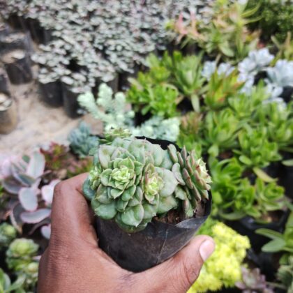 Cremnosedum Little Gem Succulent Plant