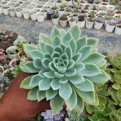 Echeveria Blue Atoll Succulent Plant