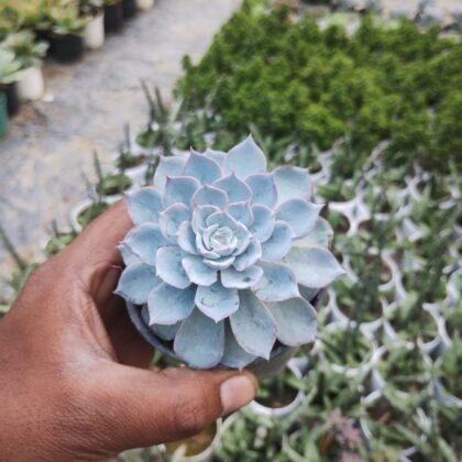 Echeveria Blue Blush Succulent Plant