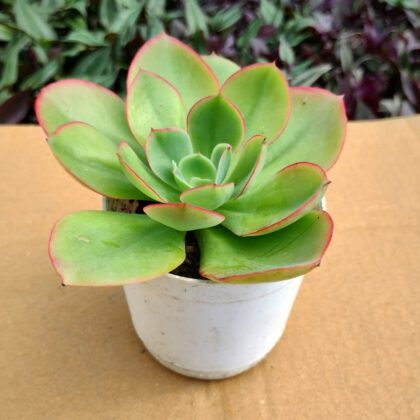 Echeveria Blue Sky | Aeonium Nobile Succulent Plant
