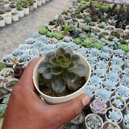 Echeveria Chroma / Echeveria Melaco Succulent Plant