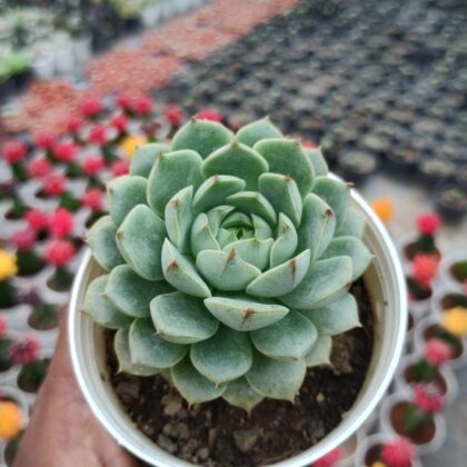 Echeveria Colorata Succulent Plant
