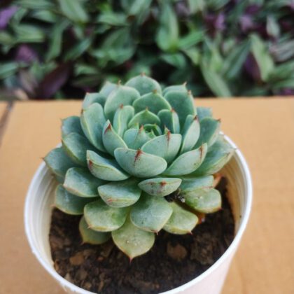 Echeveria Desmetiana Succulent Plant