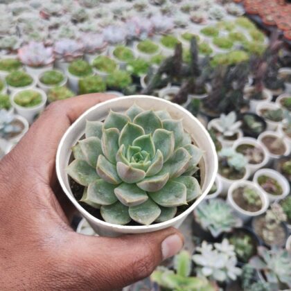 Echeveria Fabiola Succulent Plant