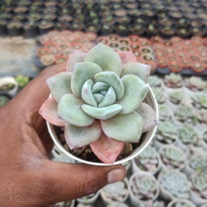 Echeveria Ice Soul Succulent Plant