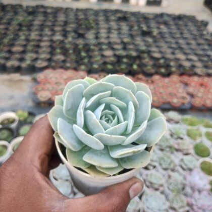 Echeveria Imbricata Succulent Plant