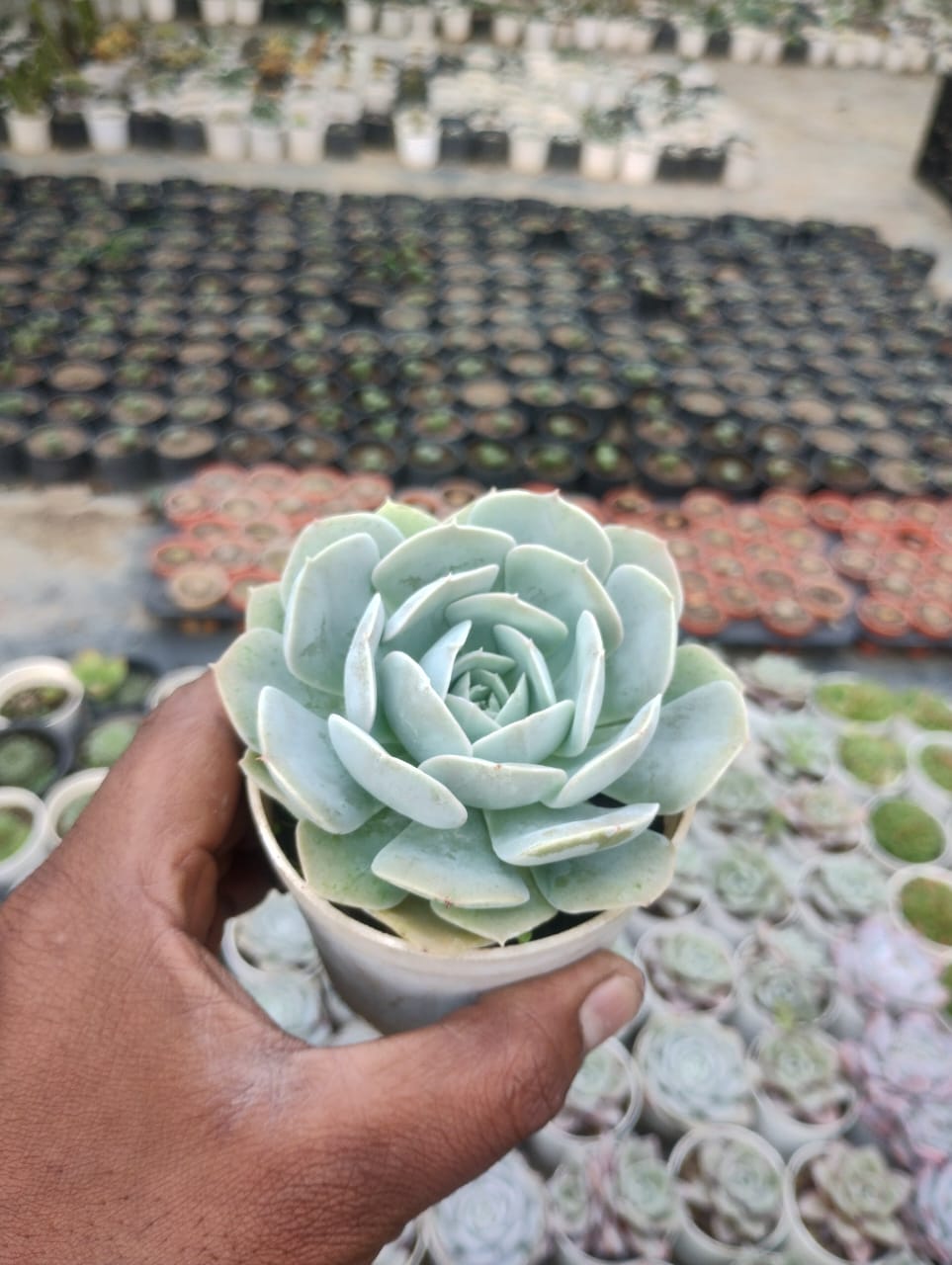 Echeveria Imbricata Succulent Plant
