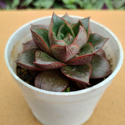 Echeveria Purpusorum Succulent Plant (Bare Rooted)