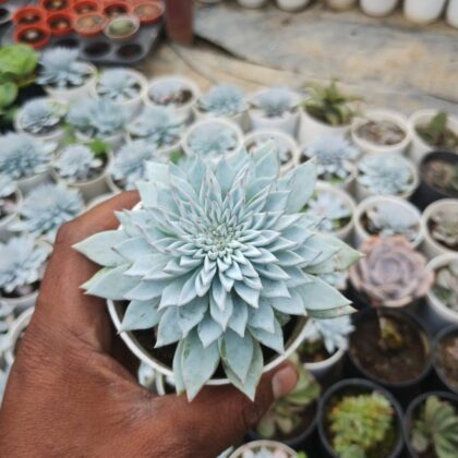 Echeveria Star Echeveria ‘Silver Queen’ Succulent Plant