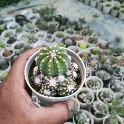 Echinopsis Oxygona Easter Lily Cactus Plant