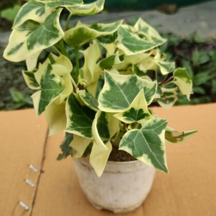 English Ivy Varigated Succulent Plant