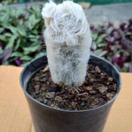 Espostoa Lanata Cactus Plant