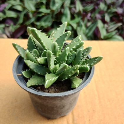 Faucaria Tigrina (Tiger's Jaw) Succulent Plant