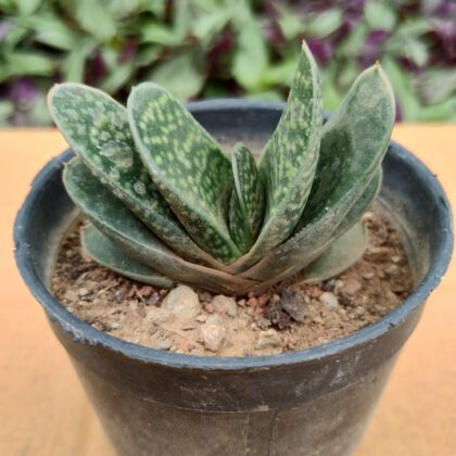 Gasteria Gracilis | Gasteria Minima Hort Succulent Plant
