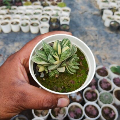 Gasteria Verrucosa Variegata Succulent Plant