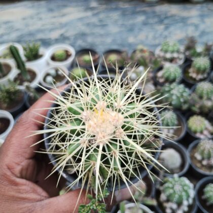 Golden Barrel Cluster Cactus Plant