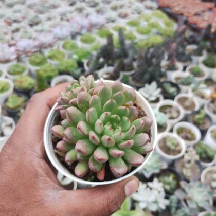 Graptoveria Bashful Succulent Plant