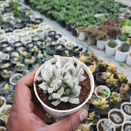 Haworthia Cooperi Variegated Pilifera Succulent Plant