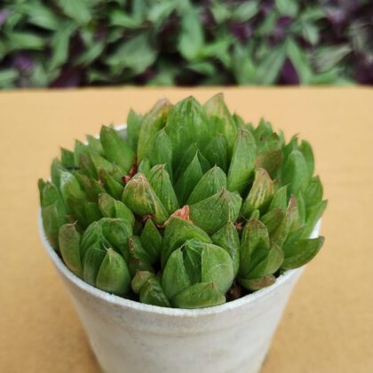Haworthia Cymbiformis | Haworthia Cuspidata Succulent Plant