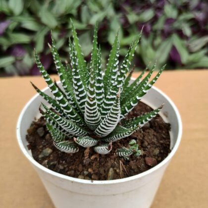 Haworthia Fasciata "Zebra Plant"