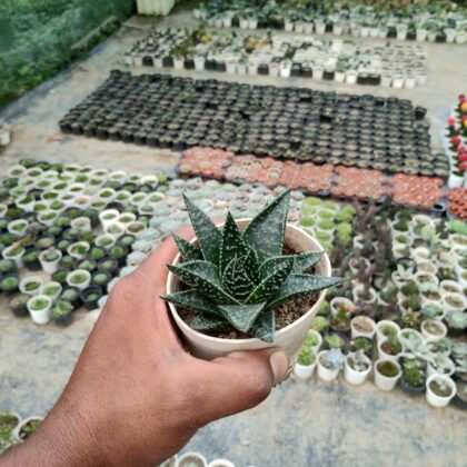Haworthia Pumila Live Succulent Plant