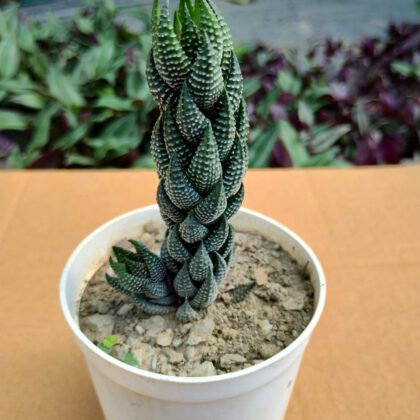 Haworthia Reinwardtii
