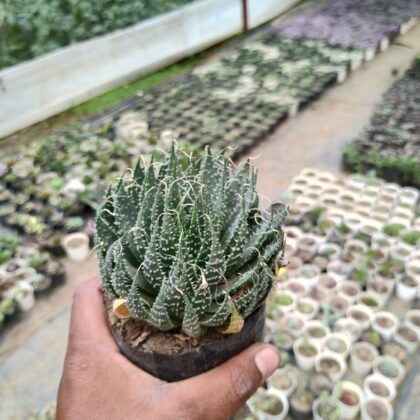 Hawothia Aristata Succulent Plant