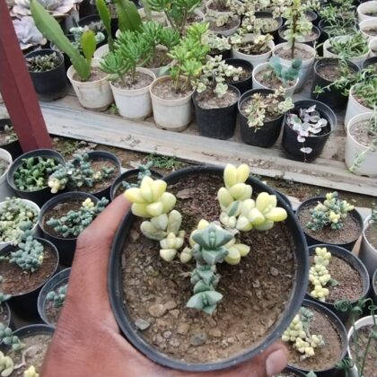 Ice Green Variegated