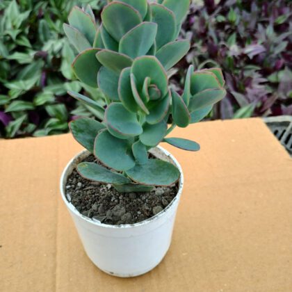 Kalanchoe Marnieriana Succulent Plant