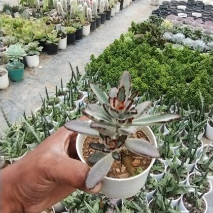 Kalanchoe Tomentosa - Panda Succulent Plant