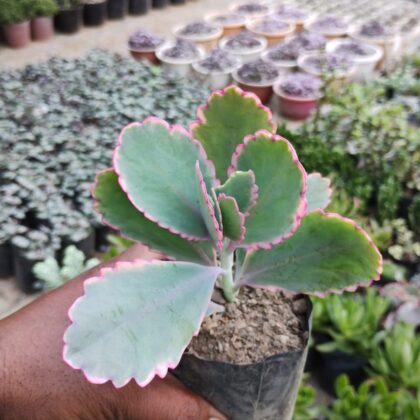 Kalanchoe fedtschenkoi Succulent Plant