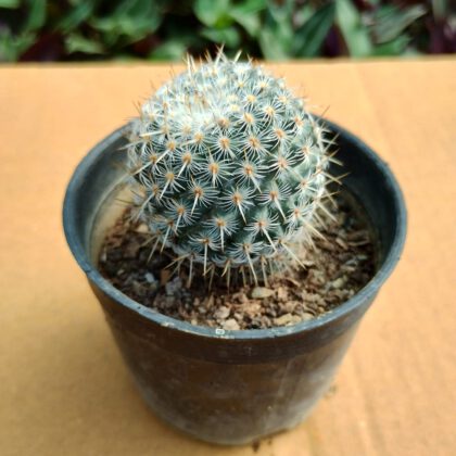 Mammillaria Albilanata Cactus Plant