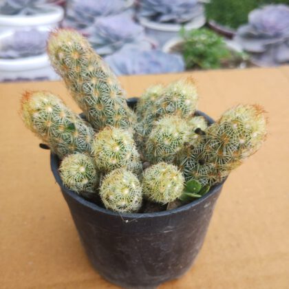Mammillaria Elongata Cactus